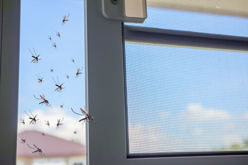 zuverlässiger Insektenschutz für Ihr Zuhause